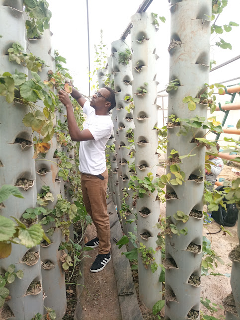 Urban Farming